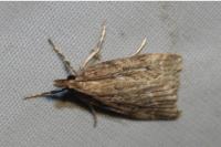 Eudonia pallida