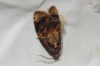 Ditula angustiorana