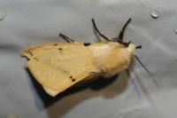 Spilarctia lutea