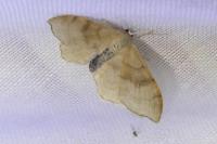 Idaea emarginata