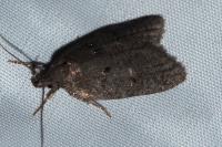 Luquetia lobella
