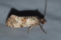 Cochylis molliculana