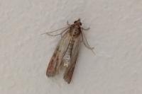 Plodia interpunctella