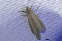 Phragmataecia castaneae