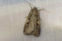 Xestia c-nigrum