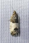 Spilonota ocellana