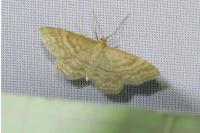 Idaea ochrata