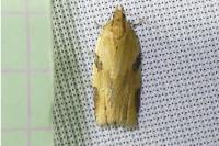 Clepsis spectrana