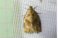 Archips rosana