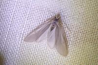 Acentria ephemerella