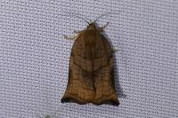 Archips podana