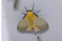 Lithosia quadra