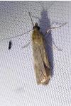Nomophila noctuella