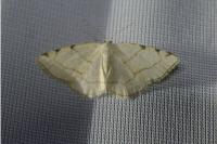 Stegania trimaculata