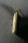 Crambus pascuella