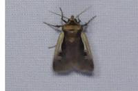 Ochropleura plecta