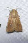 Mythimna albipuncta