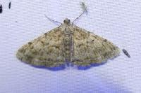 Peribatodes rhomboidaria