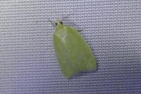 Tortrix viridana