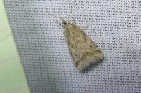 Eudonia pallida