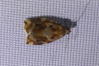 Archips xylosteana