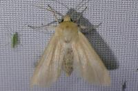 Mythimna pallens