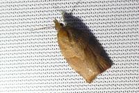 Pandemis heparana