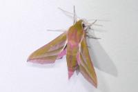 Deilephila elpenor