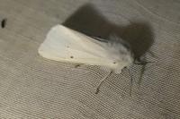 Spilosoma urticae