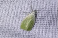 Earias clorana