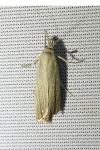 Chrysoteuchia culmella