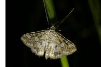 Elophila nymphaeata