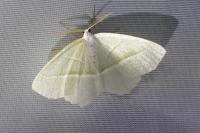 Campaea margaritaria