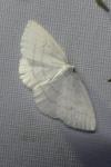 Cabera pusaria