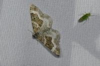 Epirrhoe alternata