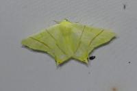 Ourapteryx sambucaria
