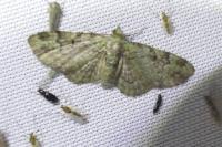 Pasiphila rectangulata