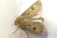 Agrotis exclamationis