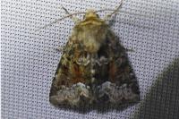 Oligia latruncula/strigilis/versicolor
