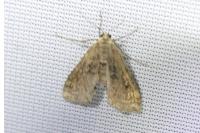 Cataclysta lemnata