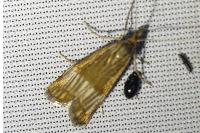 Chrysocrambus linetella
