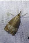 Chrysocrambus linetella