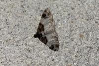 Catarhoe cuculata