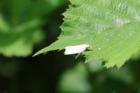 Tortrix viridana