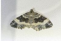 Epirrhoe rivata