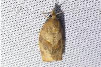 Pandemis heparana