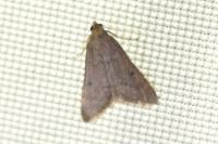 Bostra obsoletalis