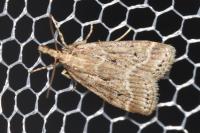 Eudonia pallida