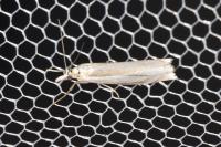 Crambus pascuella