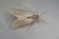 Acentria ephemerella